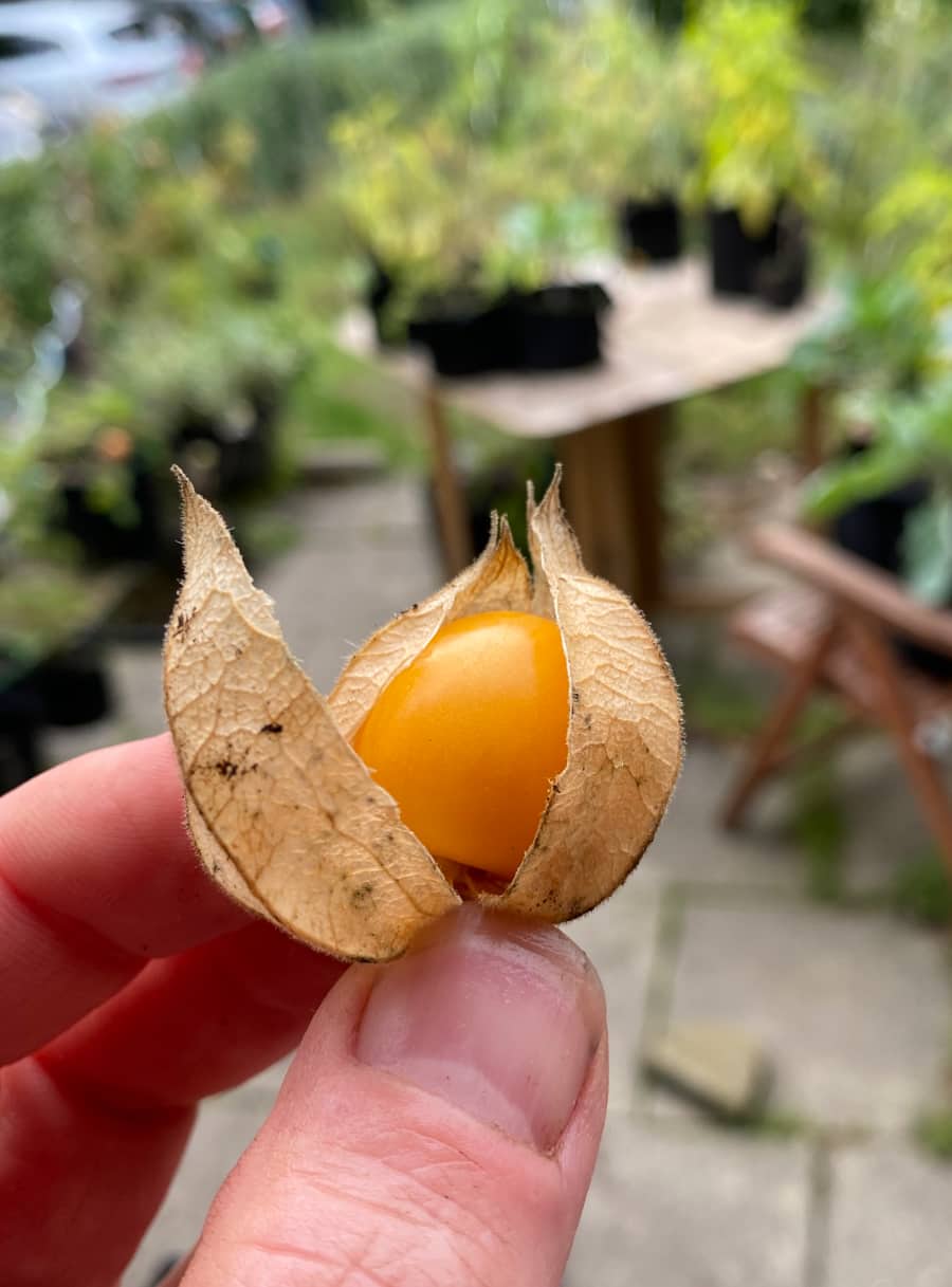 Physalis