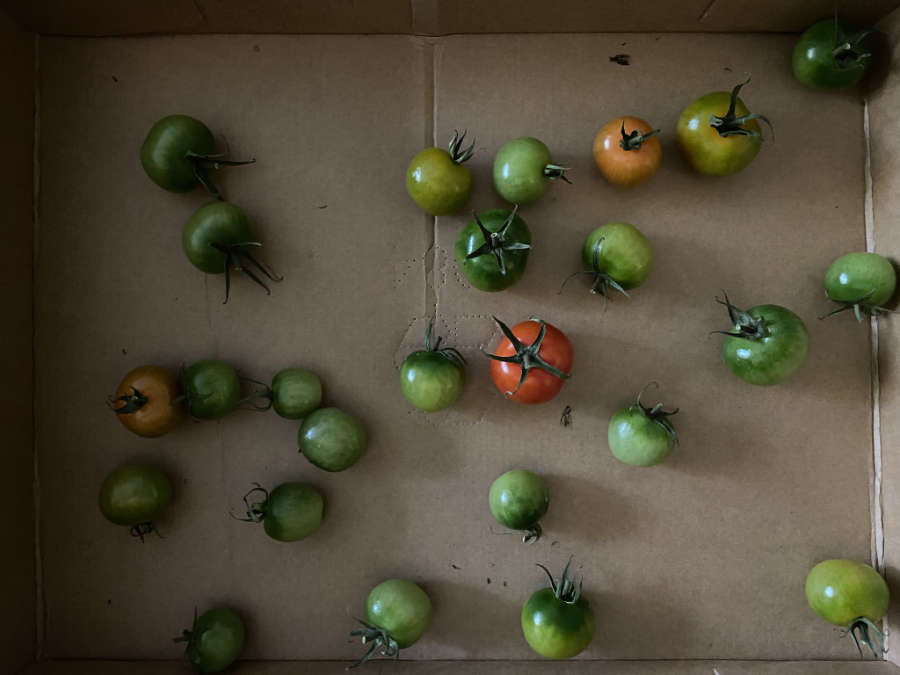 Tomaten reifen im Karton heran