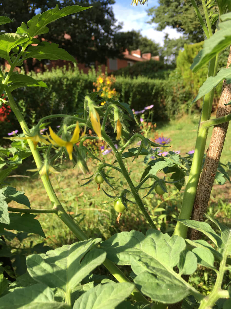 Tomatenstrauch mit Blüte (oben) und Früchten (unten)