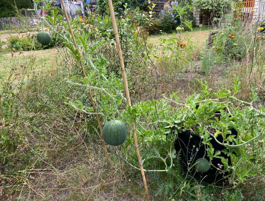 Garten, mit drei sich rankende Wassermelonen
