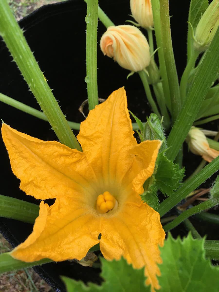 Weibliche Zucchiniblüte