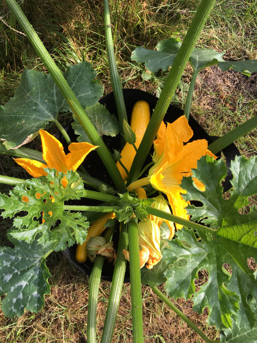 Topf mit Zucchinis