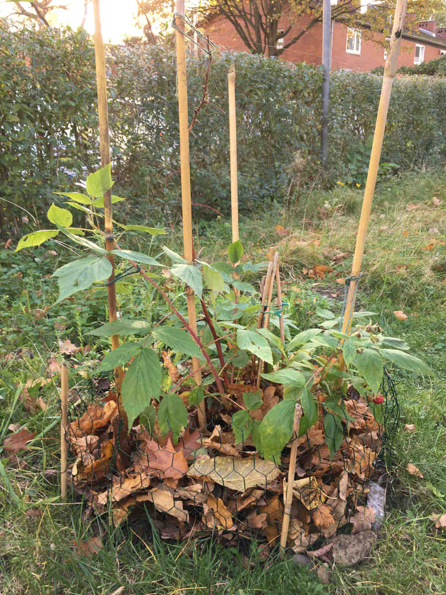 Winterschutz für die Himbeeren