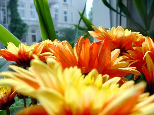 Chrysanthemen